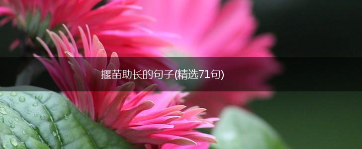 揠苗助长的句子(精选71句),第1张