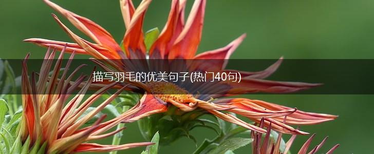 描写羽毛的优美句子(热门40句),第1张