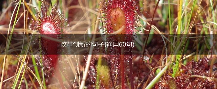 改革创新的句子(通用60句),第1张