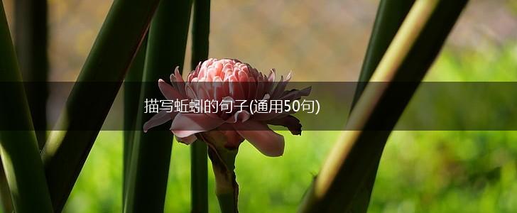描写蚯蚓的句子(通用50句),第1张