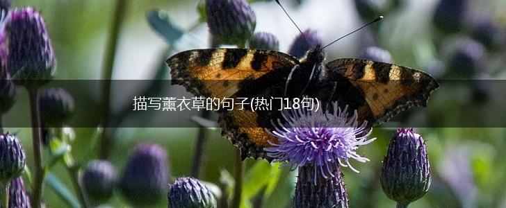 描写薰衣草的句子(热门18句),第1张