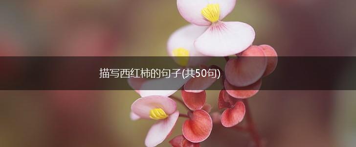描写西红柿的句子(共50句),第1张