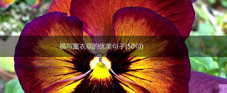 描写薰衣草的优美句子(50句),第1张