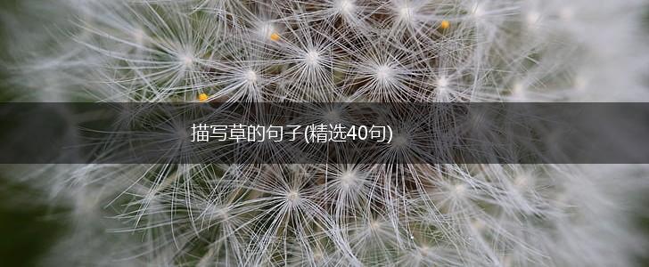 描写草的句子(精选40句),第1张
