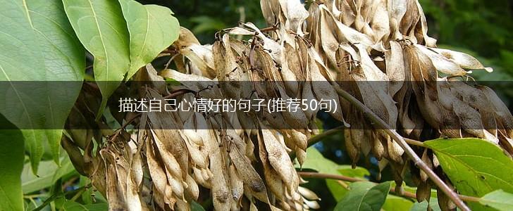 描述自己心情好的句子(推荐50句),第1张