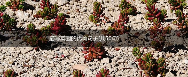 描写菜园的优美句子(共50句),第1张