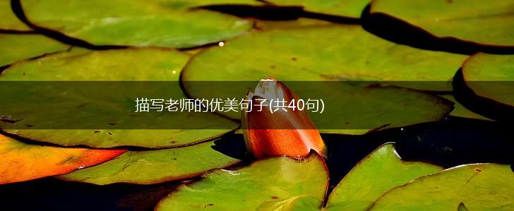 描写老师的优美句子(共40句),第1张