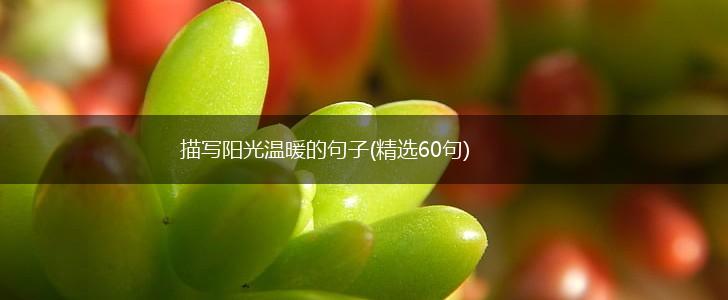 描写阳光温暖的句子(精选60句),第1张