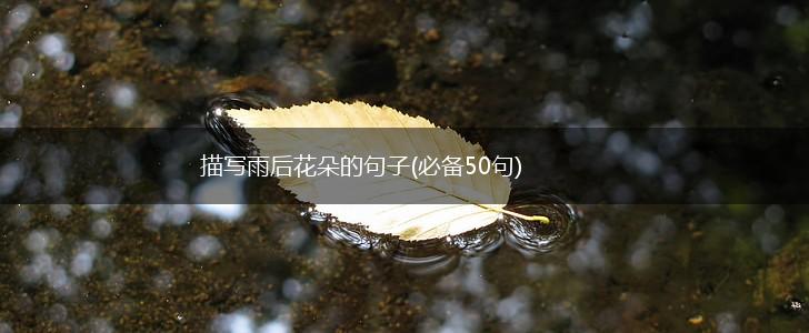 描写雨后花朵的句子(必备50句),第1张