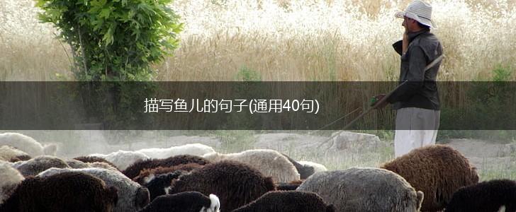 描写鱼儿的句子(通用40句),第1张