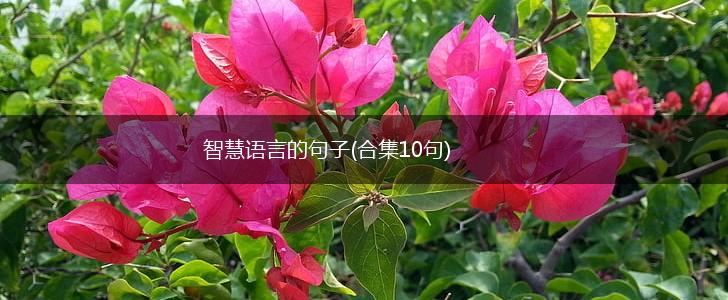 智慧语言的句子(合集10句),第1张