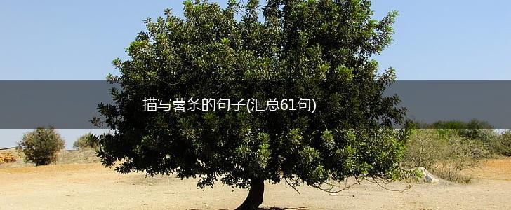 描写薯条的句子(汇总61句),第1张