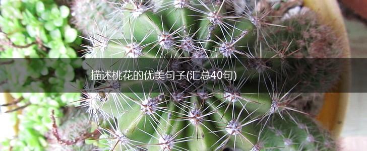描述桃花的优美句子(汇总40句),第1张