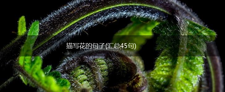 描写花的句子(汇总45句),第1张