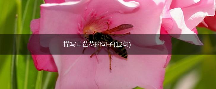 描写草莓花的句子(12句),第1张