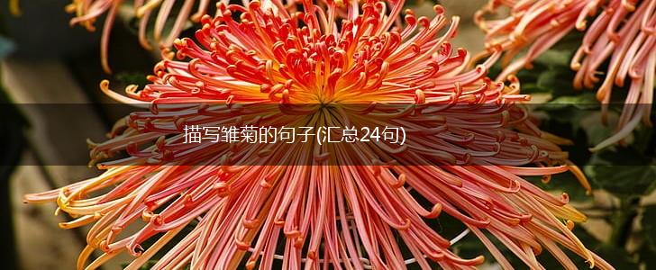 描写雏菊的句子(汇总24句),第1张