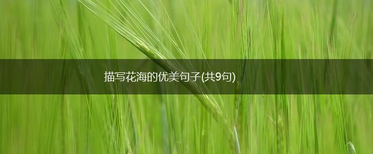 描写花海的优美句子(共9句),第1张