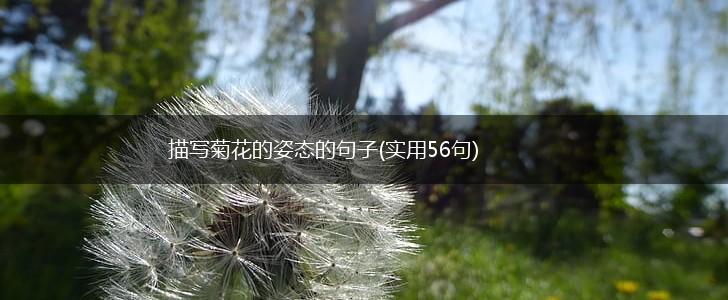 描写菊花的姿态的句子(实用56句),第1张