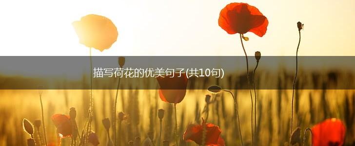 描写荷花的优美句子(共10句),第1张
