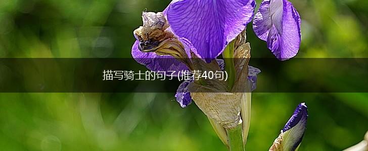 描写骑士的句子(推荐40句),第1张
