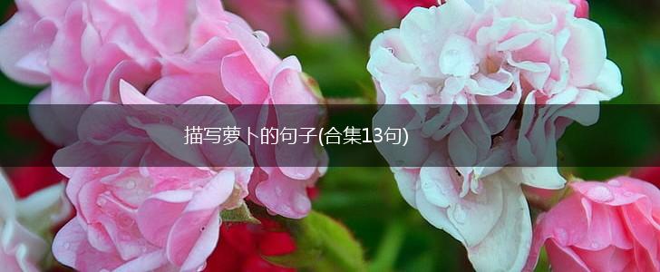 描写萝卜的句子(合集13句),第1张