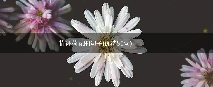 描述荷花的句子(优选50句),第1张