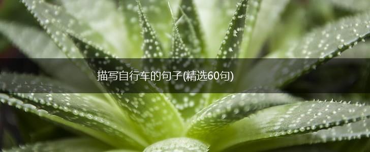 描写自行车的句子(精选60句),第1张