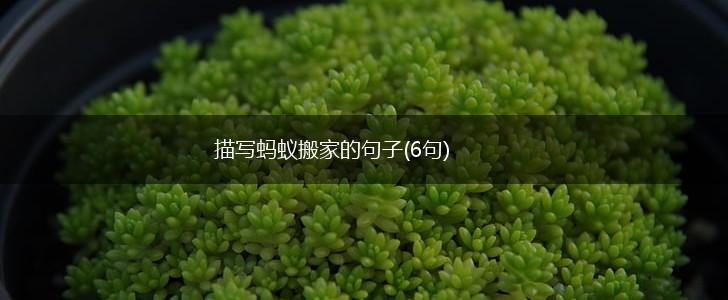 描写蚂蚁搬家的句子(6句),第1张