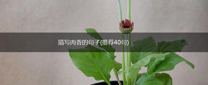 描写肉香的句子(推荐40句),第1张