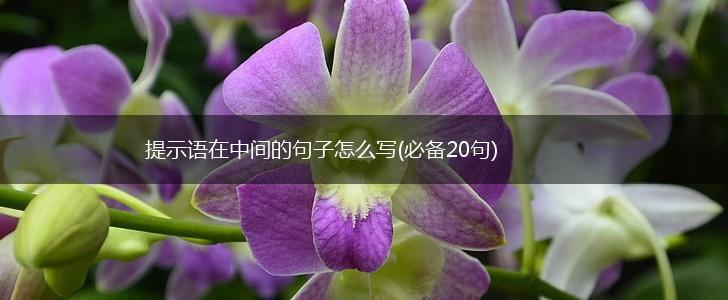 提示语在中间的句子怎么写(必备20句),第1张