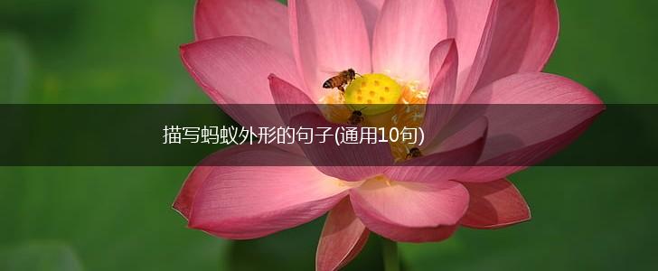 描写蚂蚁外形的句子(通用10句),第1张
