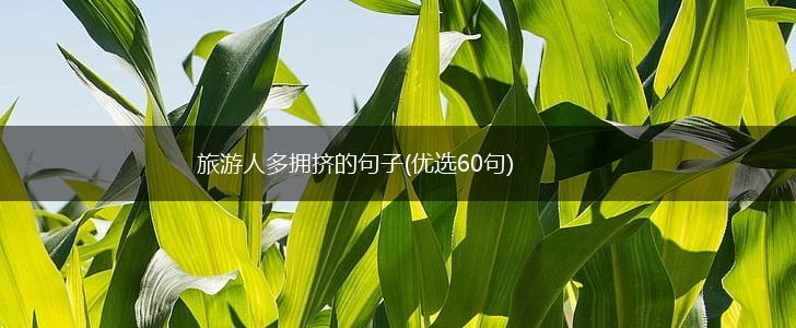旅游人多拥挤的句子(优选60句),第1张