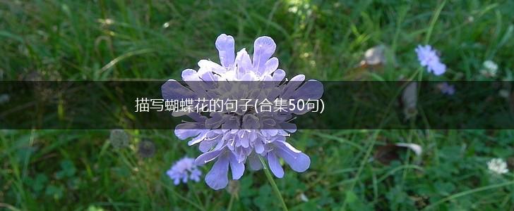 描写蝴蝶花的句子(合集50句),第1张