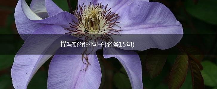 描写野猪的句子(必备15句),第1张