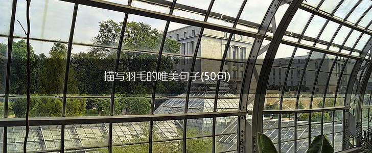 描写羽毛的唯美句子(50句),第1张