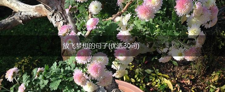 放飞梦想的句子(优选30句),第1张