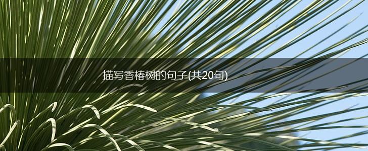 描写香椿树的句子(共20句),第1张