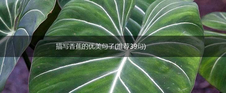 描写香蕉的优美句子(推荐39句),第1张