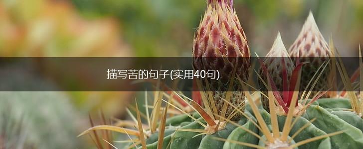 描写苦的句子(实用40句),第1张