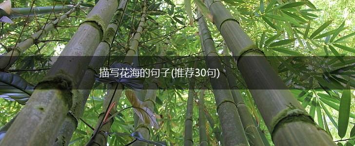描写花海的句子(推荐30句),第1张