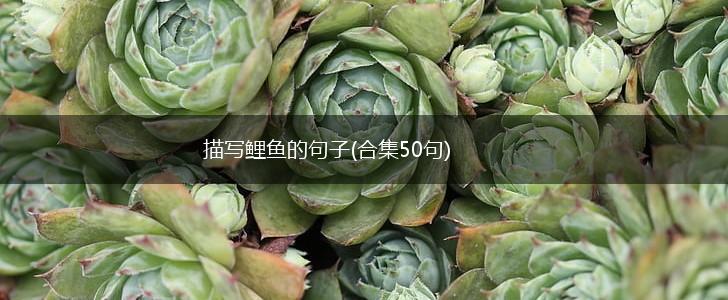 描写鲤鱼的句子(合集50句),第1张