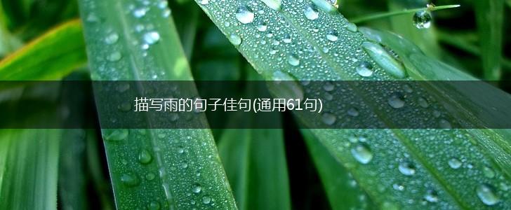 描写雨的句子佳句(通用61句),第1张
