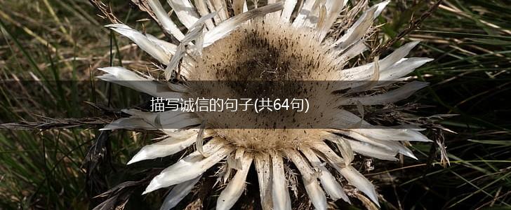 描写诚信的句子(共64句),第1张