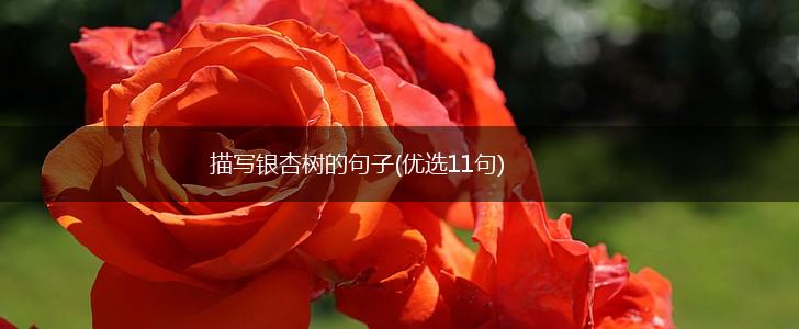 描写银杏树的句子(优选11句),第1张