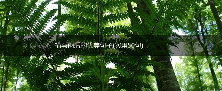 描写雨后的优美句子(实用50句),第1张