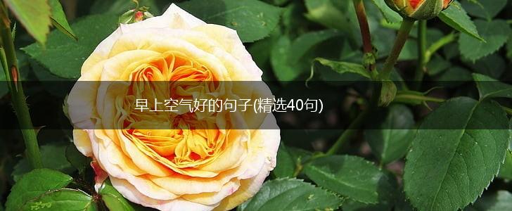 早上空气好的句子(精选40句),第1张