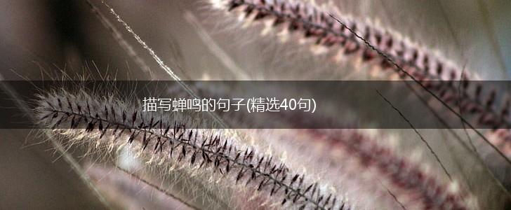 描写蝉鸣的句子(精选40句),第1张