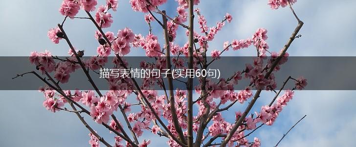 描写表情的句子(实用60句),第1张