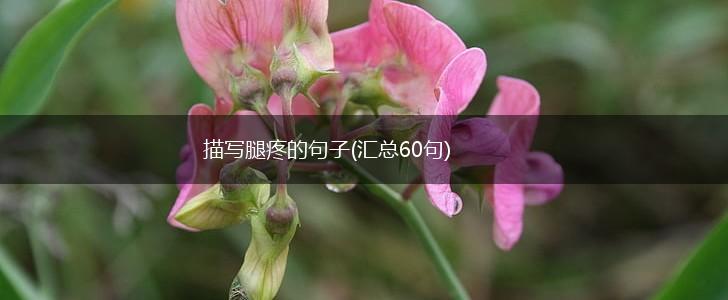 描写腿疼的句子(汇总60句),第1张