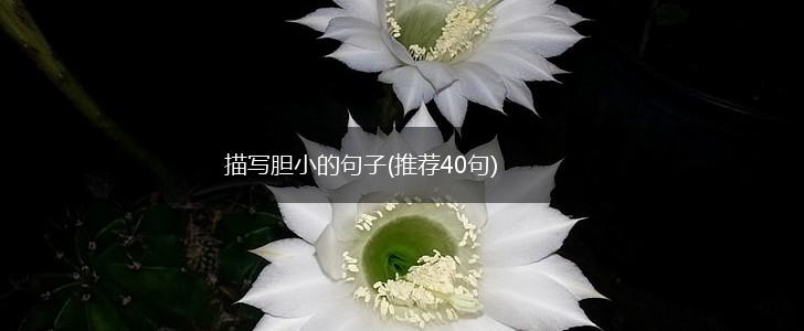 描写胆小的句子(推荐40句),第1张
